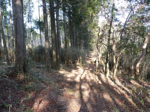 棚山高原分岐 